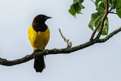 פאזל של Chopim do Brejo