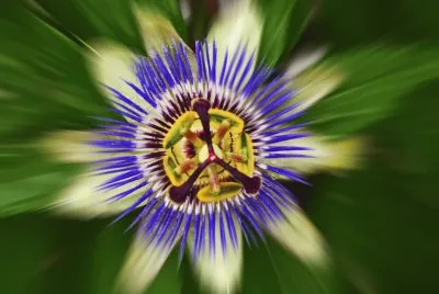 pasionsblume jigsaw puzzle