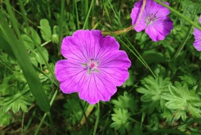 fleurs