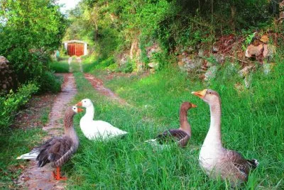 patitos