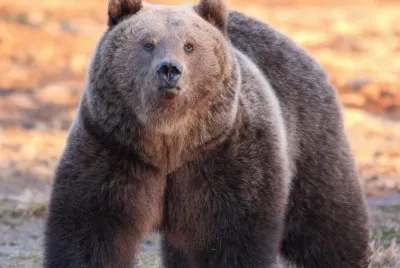 Oso Pardo
