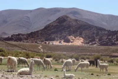 llamas salteÃ±as