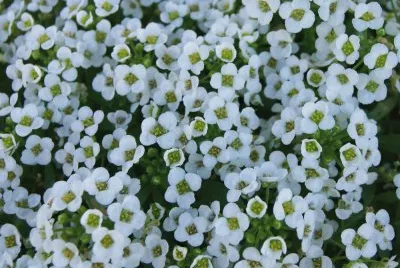 alyssum