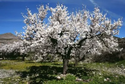 imagens jigsaw puzzle