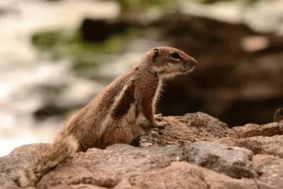 erdhÃ¶rnchen fuerteventura
