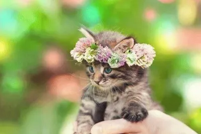 Katze