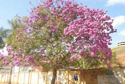 פאזל של Ipê Rosa