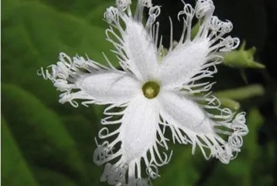 Calabaza de serpiente - Trichosanthes Cucumerina