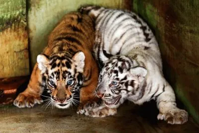 Dos pequeÃ±as crÃ­as de tigre de Bengala