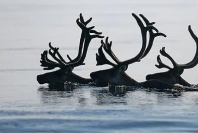 Alces en un lago de Finlandia jigsaw puzzle