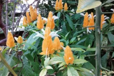 flores