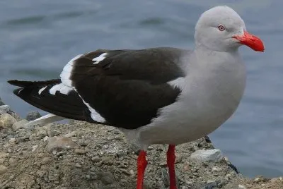 leucophaeus scoresbii