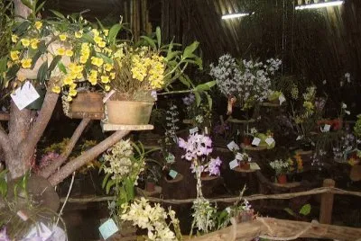 OrquÃ­deas en Montecarlo. Misiones. Argentina