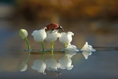 muguet et coccinelle