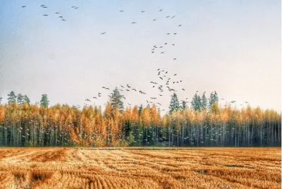 Bosque de Finlandia