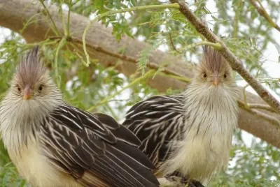 פאזל של Pelincho ou Anu Branco