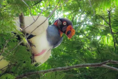 פאזל של Urubu Rei