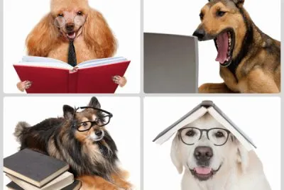 Perros inteligentes