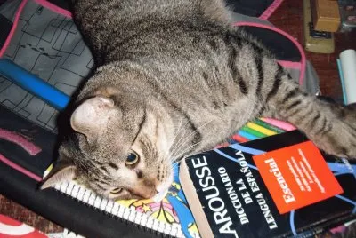 es mi gato se llama wifi y es estudiante