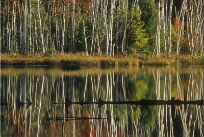 mini-island-in-a-lake jigsaw puzzle