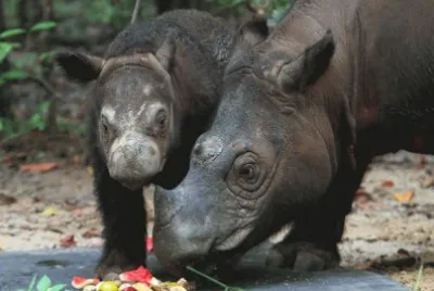 Delilah una cria de rinoceronte junto a su madre