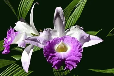 orquidea