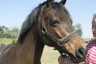 Dressage