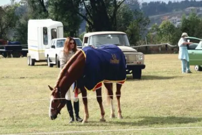 Dressage 7