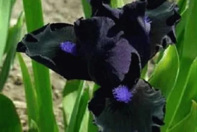 imagens jigsaw puzzle