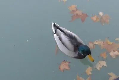 Pato na Lagoa - Parque do Retiro Madri