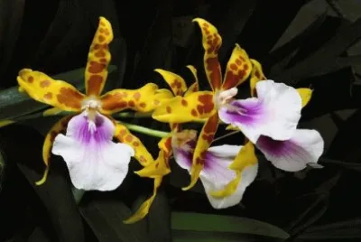 orquidea jigsaw puzzle