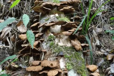 פאזל של Cogumelos