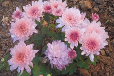 DÃ¡lias jigsaw puzzle