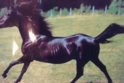 caballo
