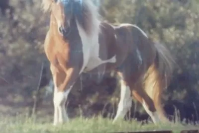 caballo