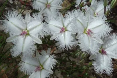 orquidea jigsaw puzzle