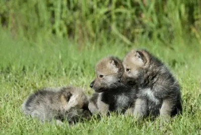 ××•×¡×£ jigsaw puzzle