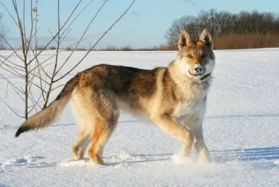 ××•×¡×£ jigsaw puzzle