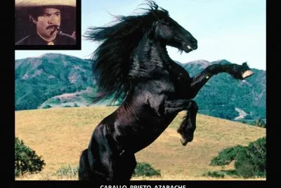 CABALLO PRIETO AZABACHE