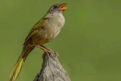 פאזל של Sabiá do Banhado