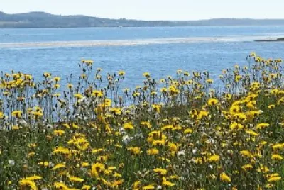 Flowers along the beach jigsaw puzzle
