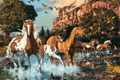 cavalos