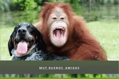MUY BUENOS AMIGOS