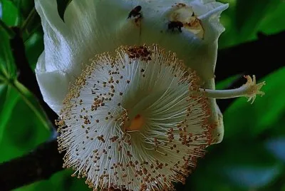 flor de baobad jigsaw puzzle