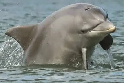 imagens