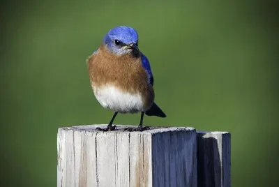 ××•×¡×£ ×—×“×©