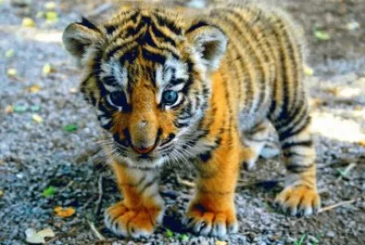 ××•×¡×£ ×—×“×©