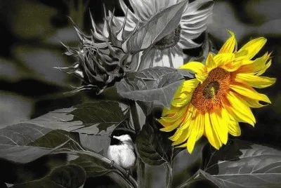 imagens jigsaw puzzle