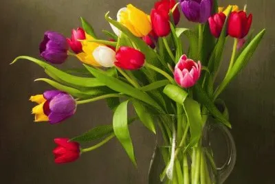 flores 27
