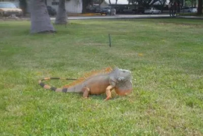 iguana